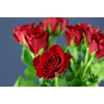 Rozes Madam Red
