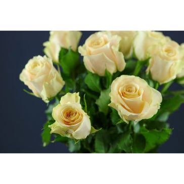 Rozes Charmant