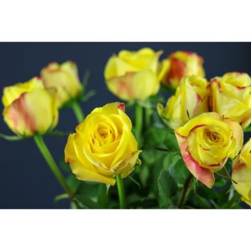 Roses Pokerface
