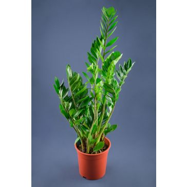 Zamioculcas p21/100