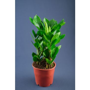 Zamioculcas p14