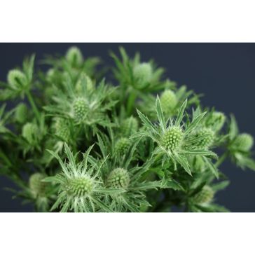 Eryngium White