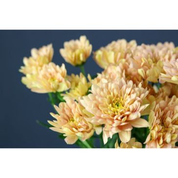 Chrysantemum  Baltica Salmon