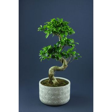 FICUS GINSENG Dec.Pod