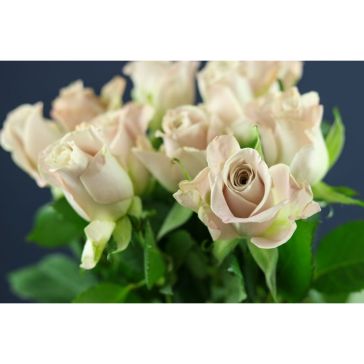 Roses Menta