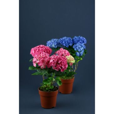 HORTENSIA p25 iek. Balta