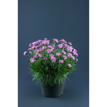 DIASCIA p10