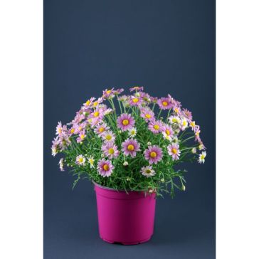 Leucanthemum