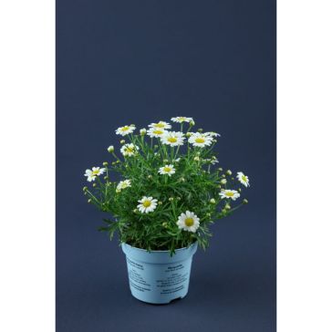 Leucanthemum