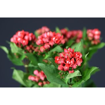Bouvardia Diamond Coral
