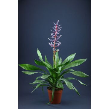 Aechmea Blue Rain