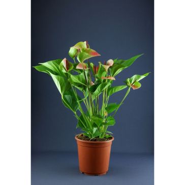 Anthurium Summer Love