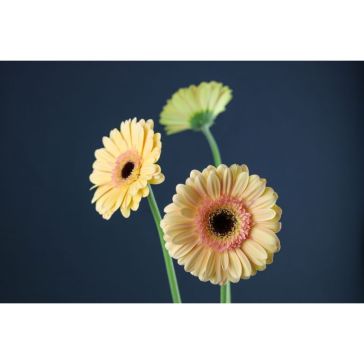 Gerbera Cafe Del Mar