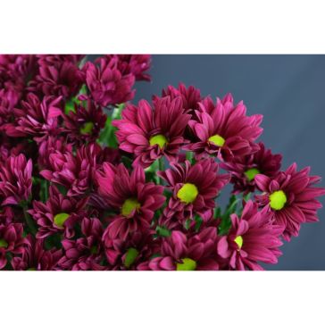 Chrysantemum Purple Star