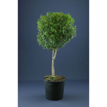 Mirte p17 (Myrtus)
