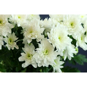 Chrysantemum Pina Colada