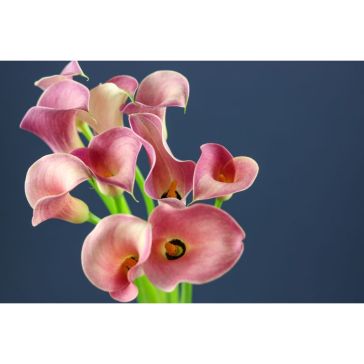 Calla Honeymoon