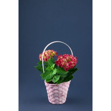 Hydrangea Basket