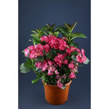 Hydrangea
