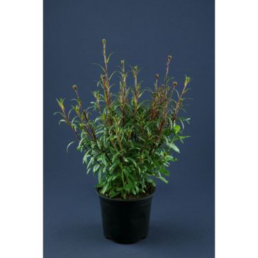 Gaura