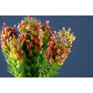 Mimetes Hirtus