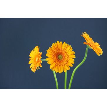 Gerbera Berbatov