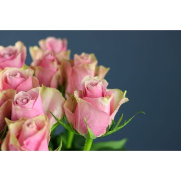 Rozes Athena Royale