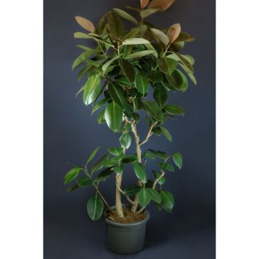 FICUS EL BURGUNDY 160cm
