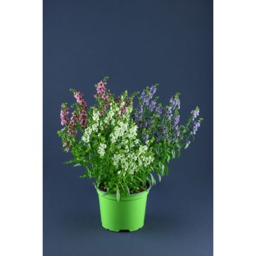 ANGELONIA p13