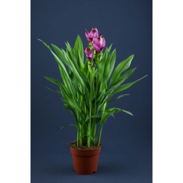 CURCUMA 21 Purple