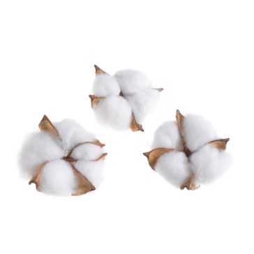 Cotton , 22CAN8-CT1008