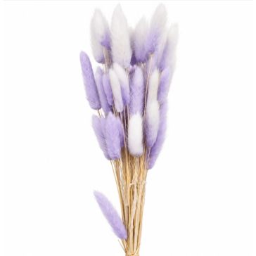 Decorative lagurus , 120CAN001_MIX