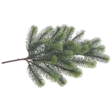 Ветка ели, 97CAN0016
