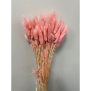 Dekoratīvs lagurus, 100gr, lag100rosa