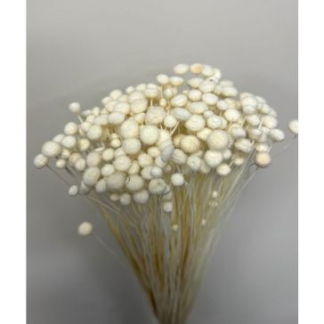 Kaltēti ziedi - Amarellino, 100gr, AMAR100BIANCO
