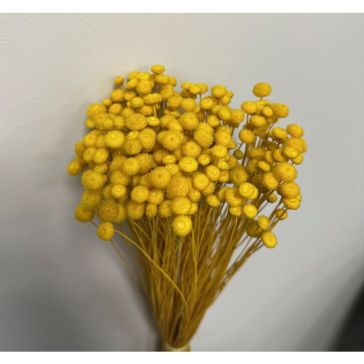 Kaltēti ziedi - Amarellino, 100gr, AMAR100GIALLO
