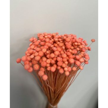 Kaltēti ziedi - Amarellino, 100gr, AMAR100ROSA