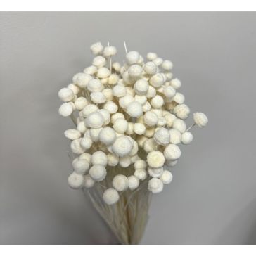 Сухоцветы - Botao, 100gr, BO100BIANCO