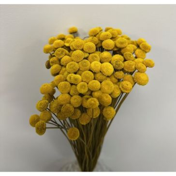 Сухоцветы - Botao, 100gr, BO100GIALLO