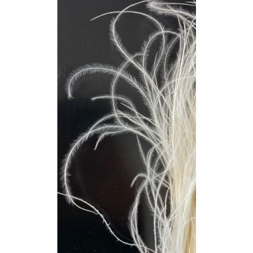 Dried flowers - Stipa Pennata, 50gr, STI50BIA