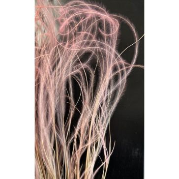 Dried flowers - Stipa Pennata, 50gr, STI50ROSA