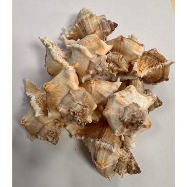 Sea shells 500g, S023500