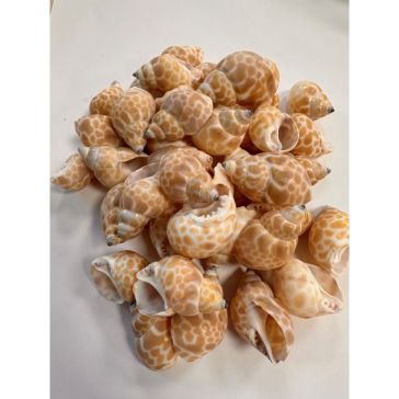 Gliemežvāki 500g, S011500