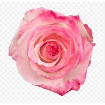 Rozes Playa Blanca 40 EC