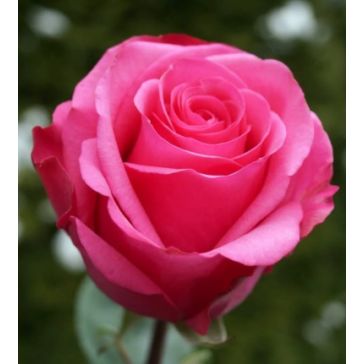 Rozes White Chocolate 60 EC