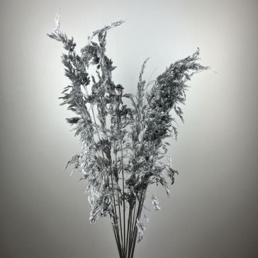 Pampas grass - Amplodesma 200gr, AMP200ARG