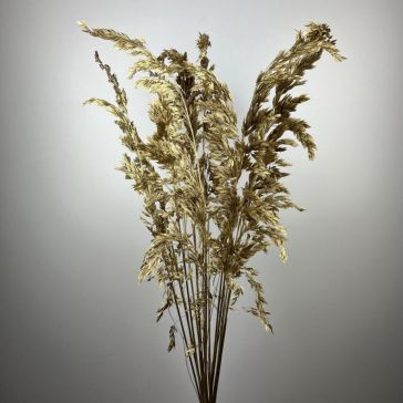 Pampas grass - Amplodesma 200gr, AMP200ORO