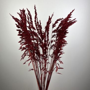 Pampas grass - Amplodesma 200gr, AMPLO200BORD