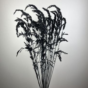 Pampas grass - Amplodesma 200gr, AMPLO200NERO