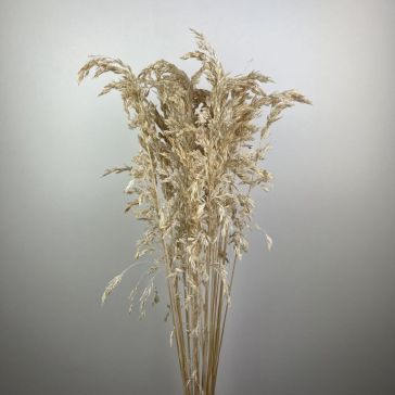 Pampas grass - Amplodesma 200gr, AMPLO200BIA
